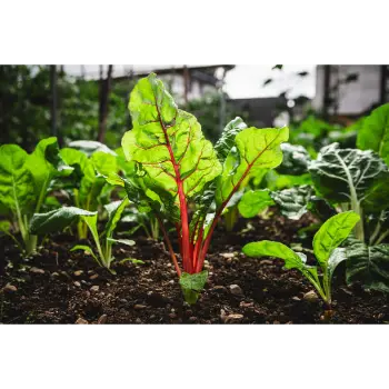 spinach (24)-3386983-54696.webp